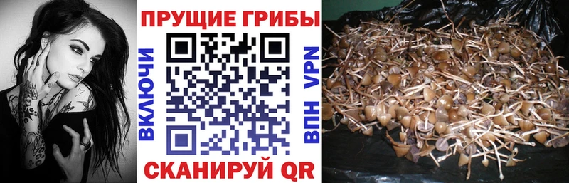 МЕГА зеркало  дарнет шоп  Жуковка  Псилоцибиновые грибы Psilocybe 